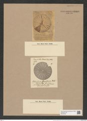 Arachnodiscus grevilleanus Hardm. (de-Toni-Nr.: Genus 204, Species 5212) Zeichnungen Sammlung Grunow Nr. 9000 (NHMW-BOT-W0378704)